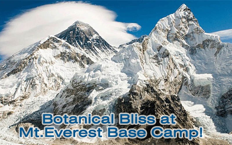 Botanical-Bliss-Repair-Ointment-Mt-Everest